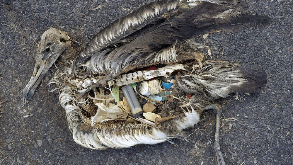 Dead albatross with plastic in stomach